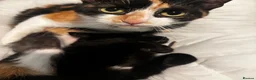 Mixed Breed cats for sale: 10 month old female black cat  - Advert 2