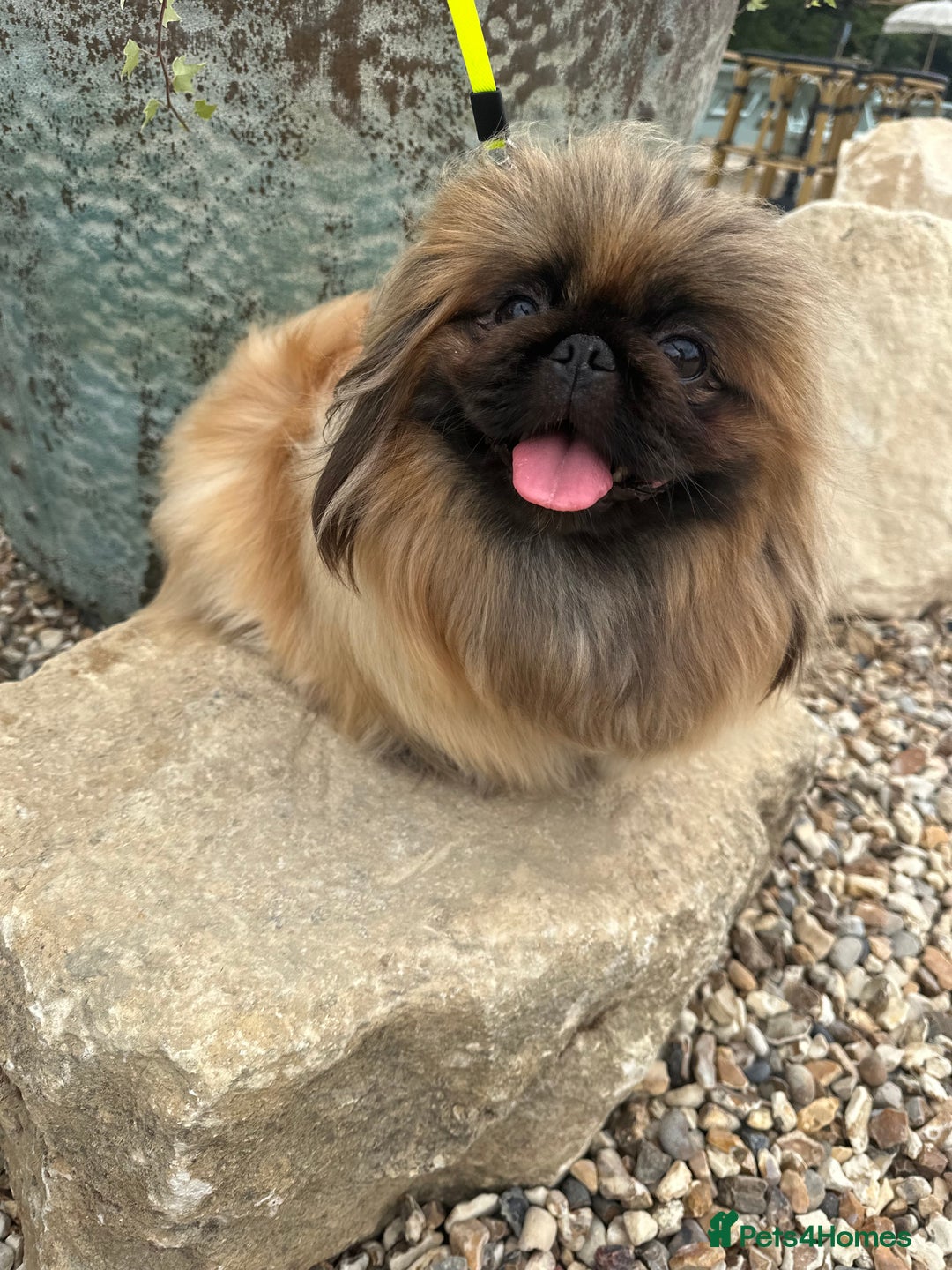 Pekingese dogs for sale: Handsome pure pedigree Pekingese  - Advert 5