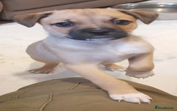 Mixed Breed dogs for sale: Pug X Collie pups (Pugollies) 3 Boys 2 Girls - Advert 17