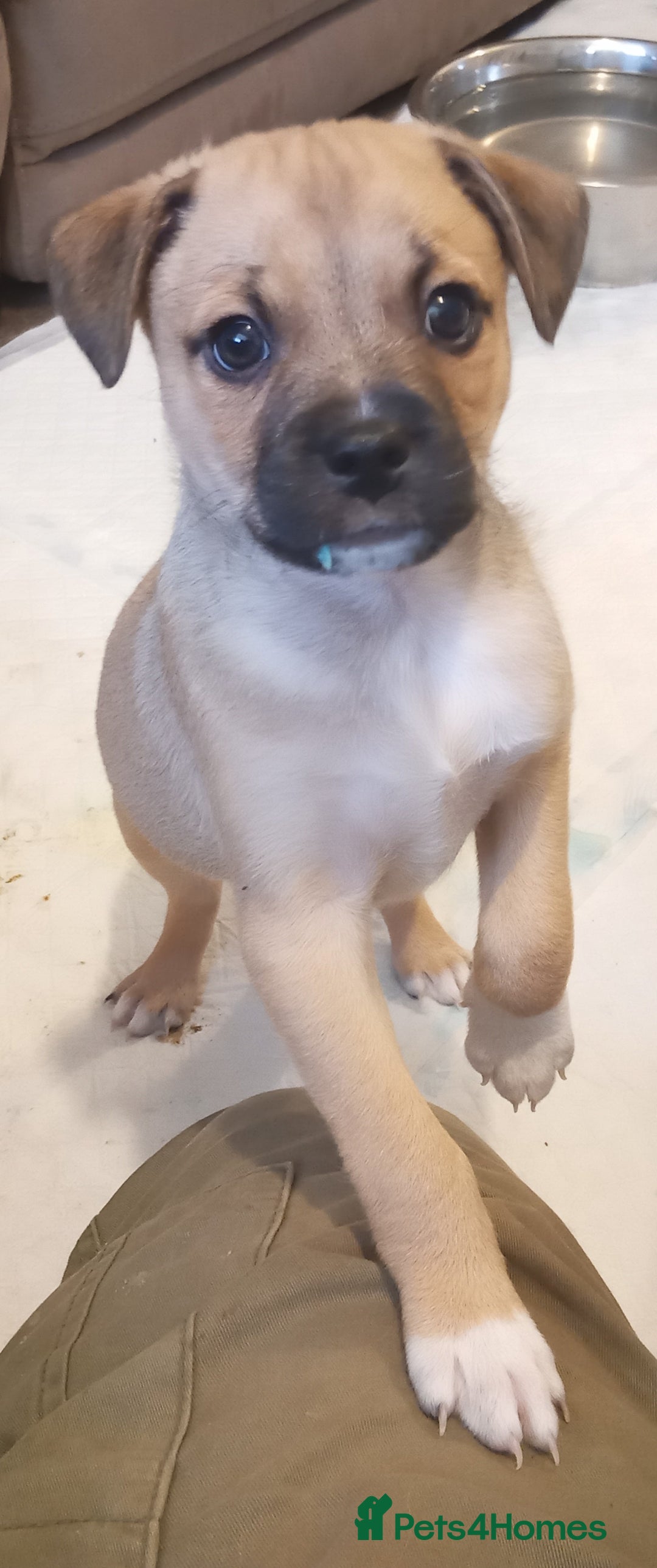 Mixed Breed dogs for sale: Pug X Collie pups (Pugollies) 3 Boys 2 Girls - Advert 17