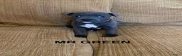 Staffordshire Bull Terrier dogs for sale: KC Registered Staffordshire Bull Terrier Puppies. - Advert 4
