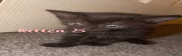 Mixed Breed cats for sale: 8 kittens looking for new homes🩷💙 in Luton - Advert 6