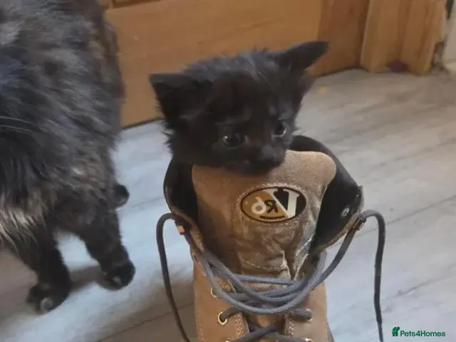 Mixed Breed cats for sale: 12-Week-Old Black Female Kitten - Advert 15
