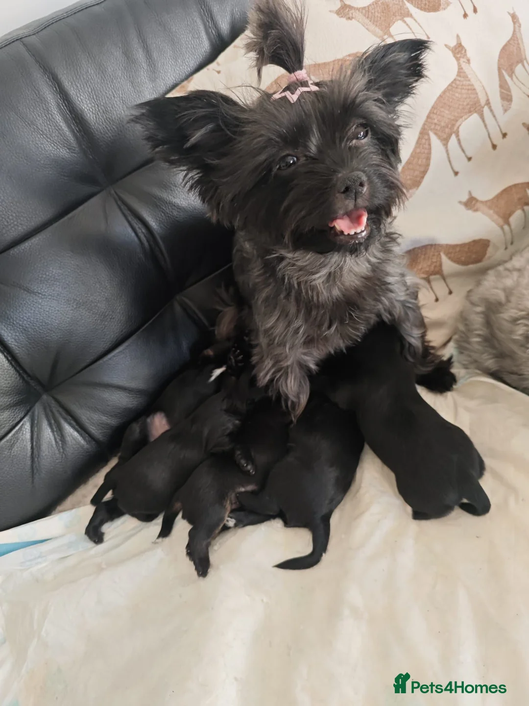 Yorkshire Terrier dogs for sale: Yorkshire terrier Dark puppies in Milton Keynes - Advert 1