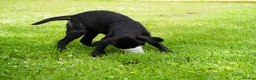 Labrador Retriever dogs for sale: Extensively Health Tested Labrador Puppies - Advert 7