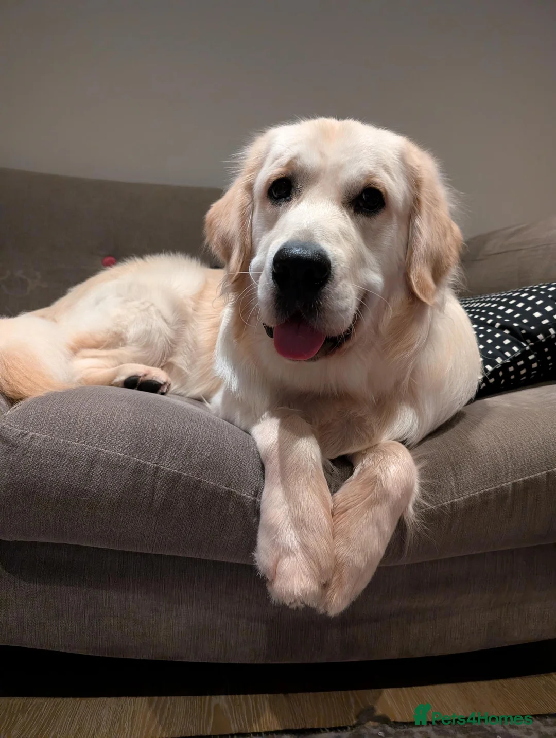 Golden Retriever dogs for sale: Handsome Nelson - Advert 1