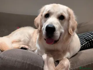 Golden Retriever dogs Handsome Nelson in Rugby - Advert 1