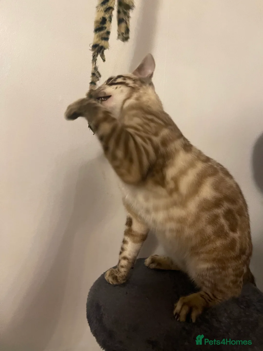 Bengal cats for sale: Snow Lynx Bengal Male kitten - Advert 9