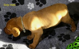Labrador Retriever dogs for sale: Fox red labrador pups ready now - Image 15