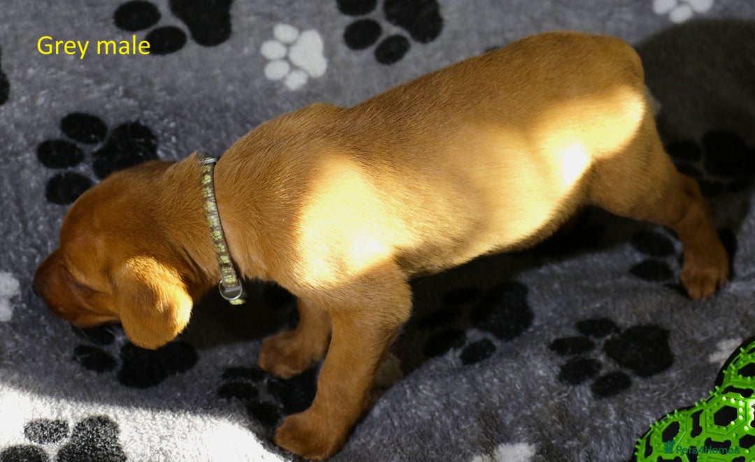 Labrador Retriever dogs for sale: Fox red labrador pups ready now - Image 15