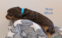 Cockapoo dogs for sale: Beautiful Cockapoo puppies 🐶 😍  - Image 28