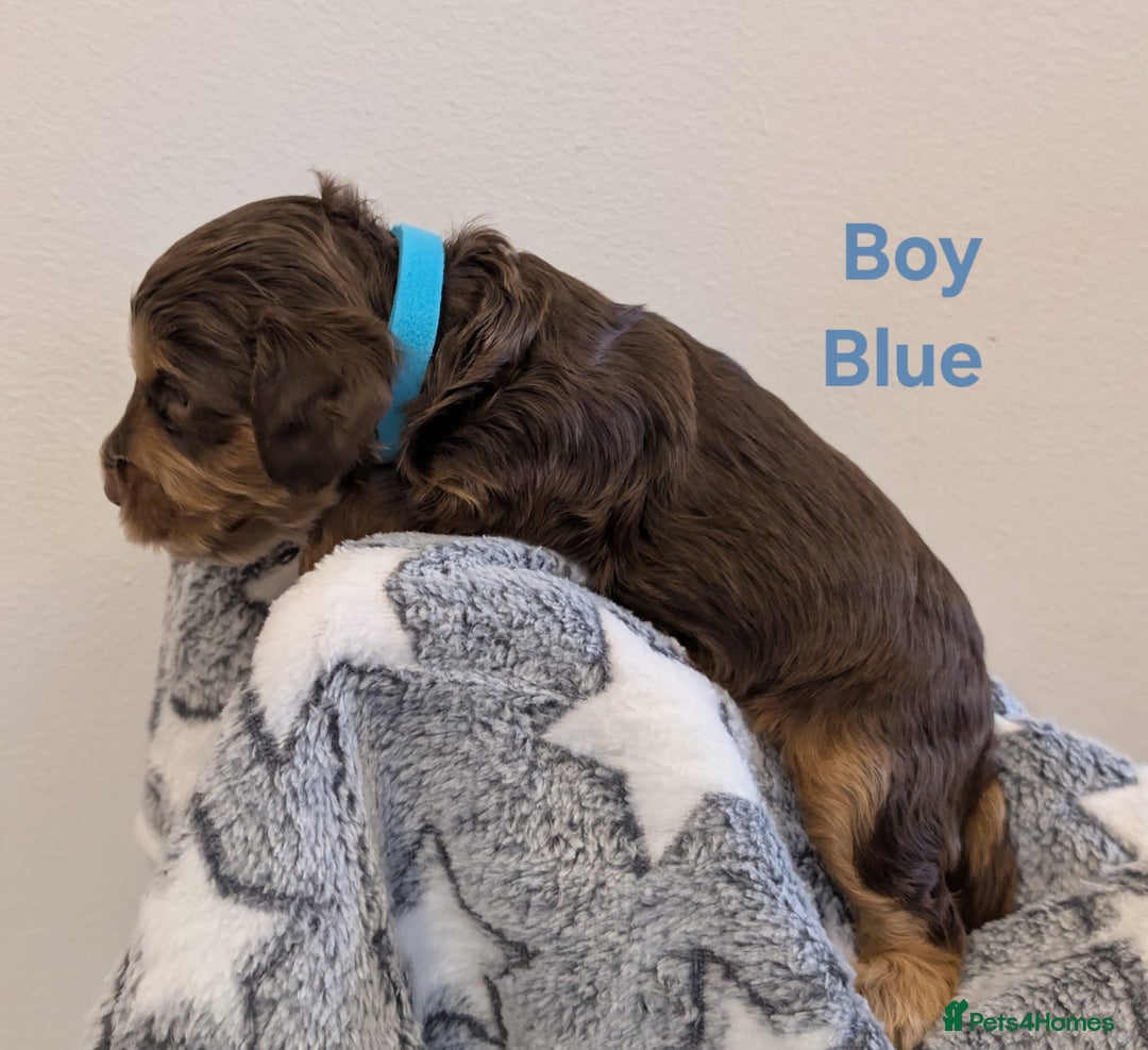 Cockapoo dogs for sale: Beautiful Cockapoo puppies 🐶 😍  - Image 28