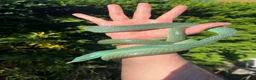 Rat Snake reptiles for sale: Rhinoceros RatSnake - Rare Beauty - Advert 3