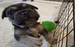 French Bulldog dogs for sale: 3x beautiful girl french bulldog puppies  - Advert 22