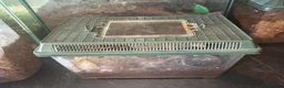 Tarantulas invertebrates for sale: tarantulas, Scorpions, Geckos,bugs and snails. - Advert 27
