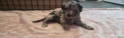Cockapoo dogs for sale: Cockapoo Puppies  - Advert 16