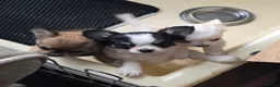 Chihuahua dogs for sale: KC Reg Chihuahua Pups, Champion lines. - Advert 1