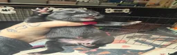 Staffordshire Bull Terrier dogs for sale: Staffordshire bull terrier puppies  - Advert 8