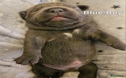 Staffordshire Bull Terrier dogs for sale: Stunning litter of Blue & Black Puppies - Advert 13