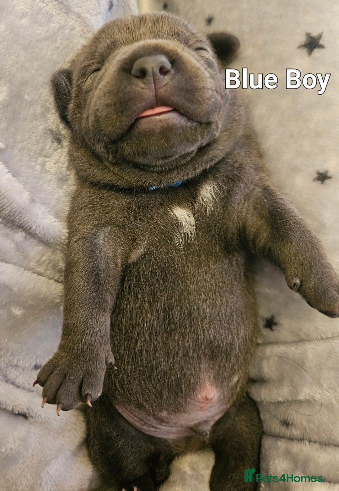 Staffordshire Bull Terrier dogs for sale: Stunning litter of Blue & Black Puppies - Advert 13