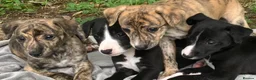 Whippet dogs for sale: 6 STUNNING WHIPPET PUPPIES - Advert 31