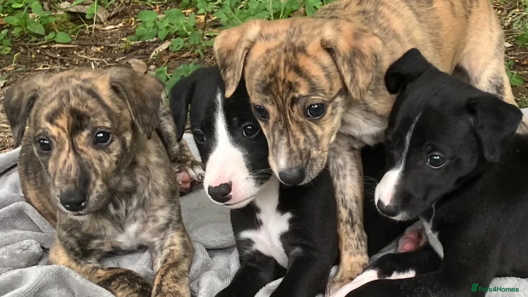 Whippet dogs for sale: 6 STUNNING WHIPPET PUPPIES - Advert 31