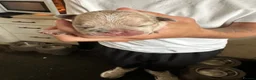 French Bulldog dogs for sale: 1. Boy left. Dwkc Registered  - Advert 11