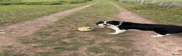 Border Collie dogs for sale: Border collie - Advert 5