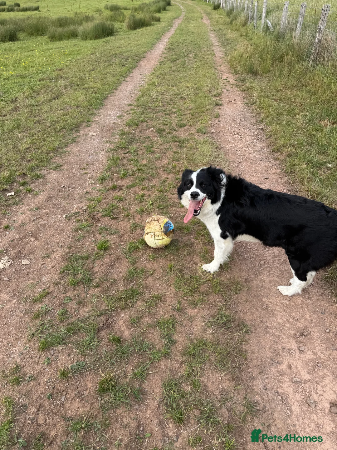 Border Collie dogs for sale: Border collie - Advert 5