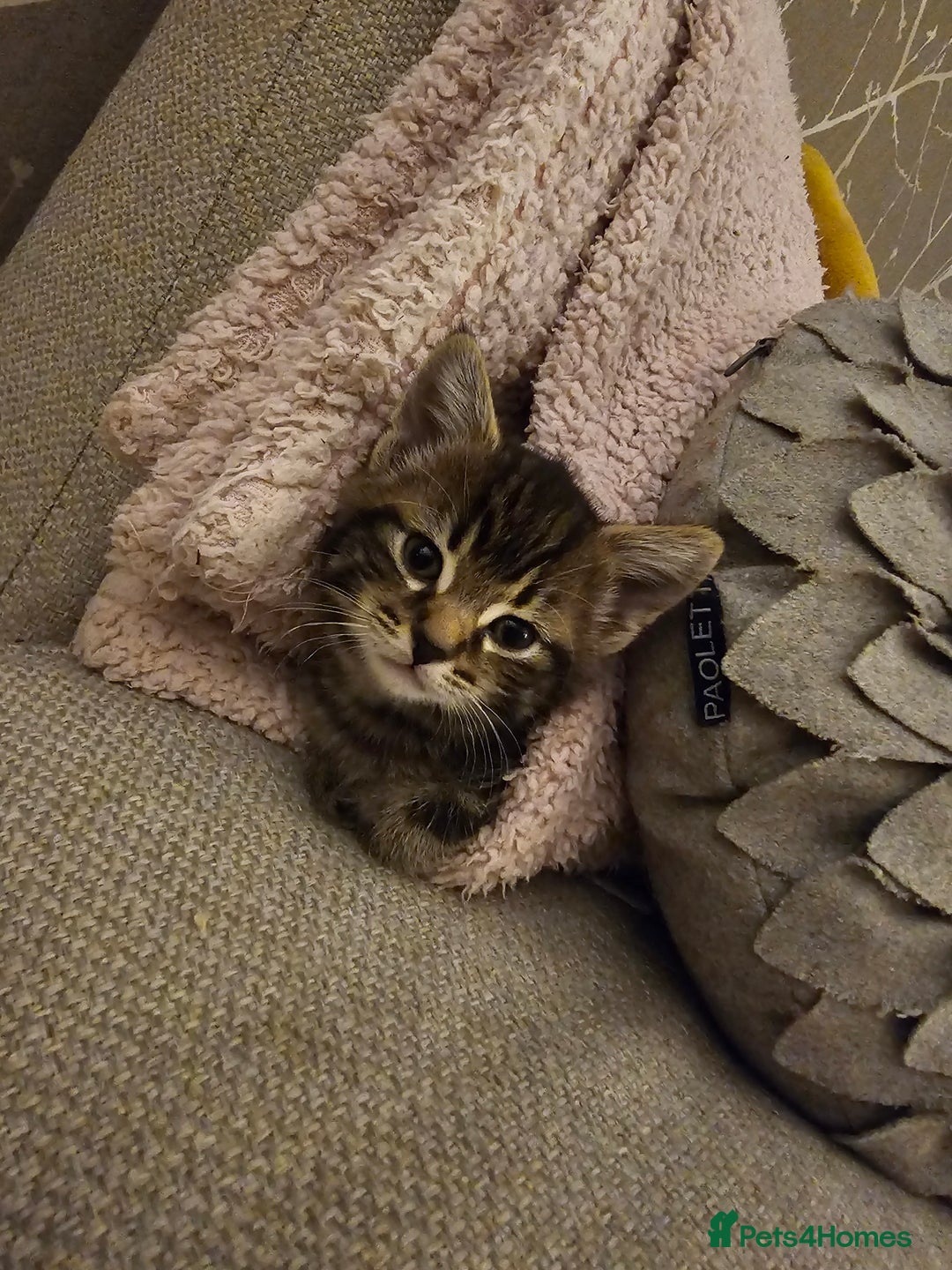 Mixed Breed cats for sale: Part Maine Coon - Advert 13