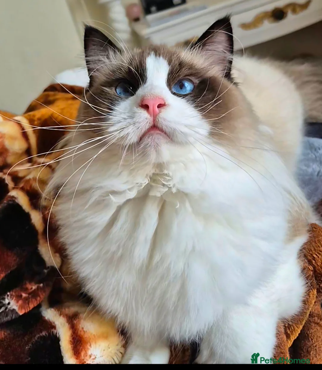 Ragdoll cats for sale: Premium Seal Bicolour  Ragdoll Boys 💖💖💖 - Advert 23