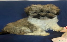 Mixed Breed dogs for sale: Beautiful Shihpoo cross maltese puppies - Image 20