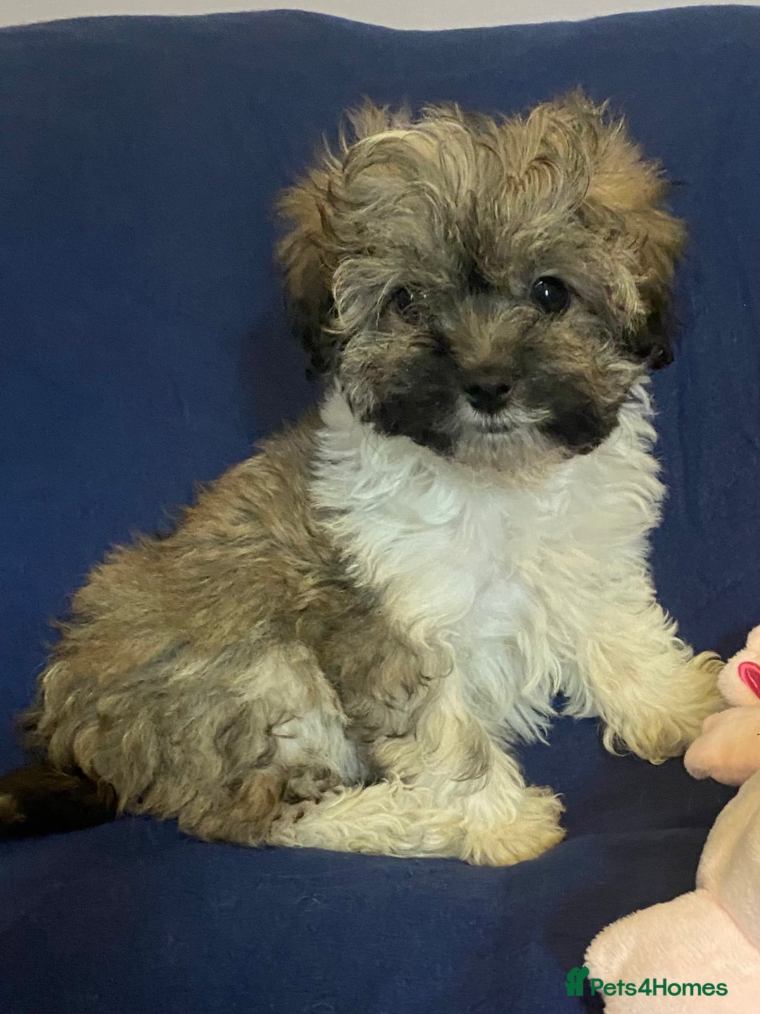 Mixed Breed dogs for sale: Beautiful Shihpoo cross maltese puppies - Image 20