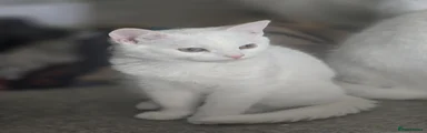 White female with yellow eyes