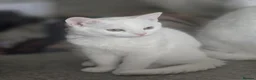 Turkish Angora cats for sale: Adorable kittens looking to be rehomed. - Advert 7