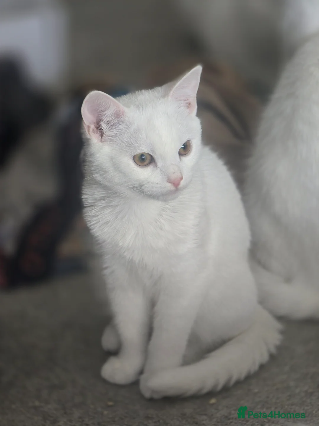 Turkish Angora cats for sale: Adorable kittens looking to be rehomed. - Advert 7