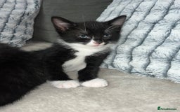 Domestic Shorthair cats for sale: Beautiful kittens looking for forever homes🩷💙🐾 - Image 7