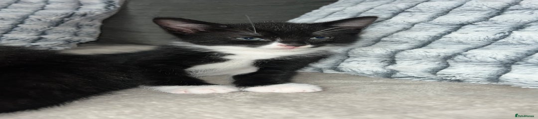 Domestic Shorthair Kitten 1