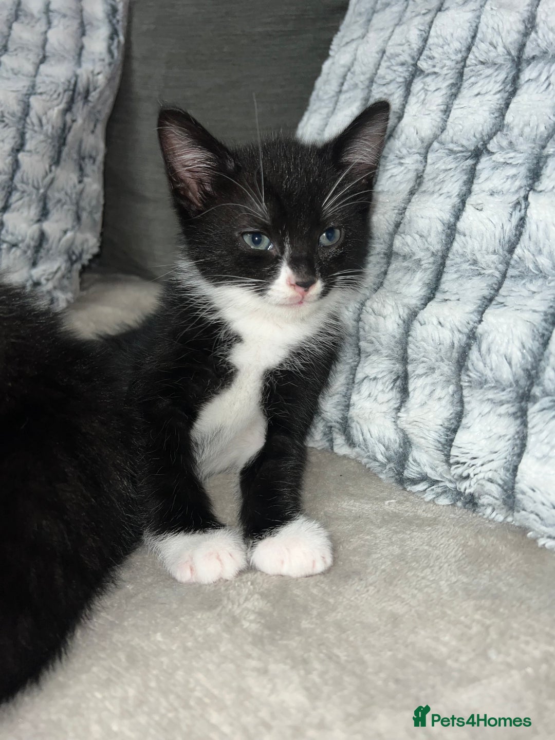 Domestic Shorthair cats for sale: Beautiful kittens looking for forever homes🩷💙🐾 - Image 7