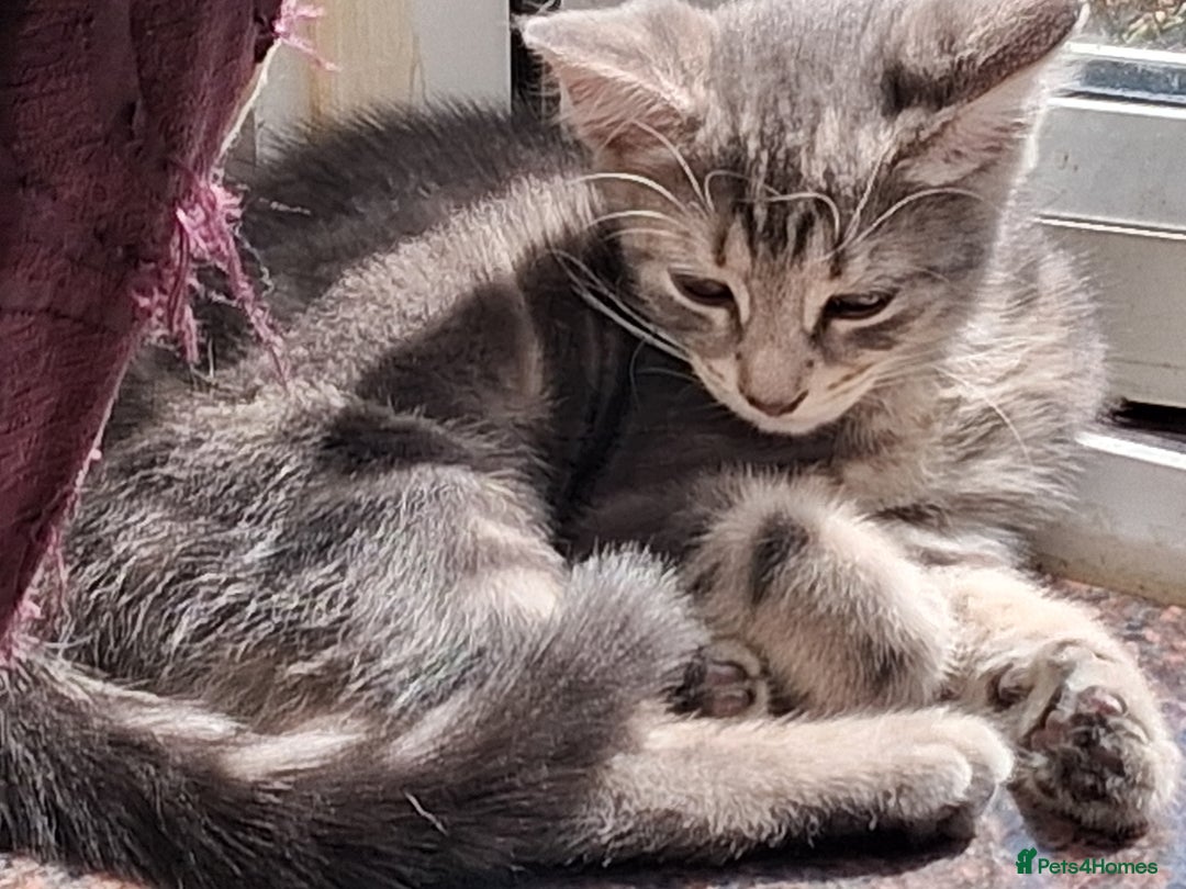 Mixed Breed cats for sale: Awesome Spotty Dotty Silver  Blue Bengal x Kittens - Image 6