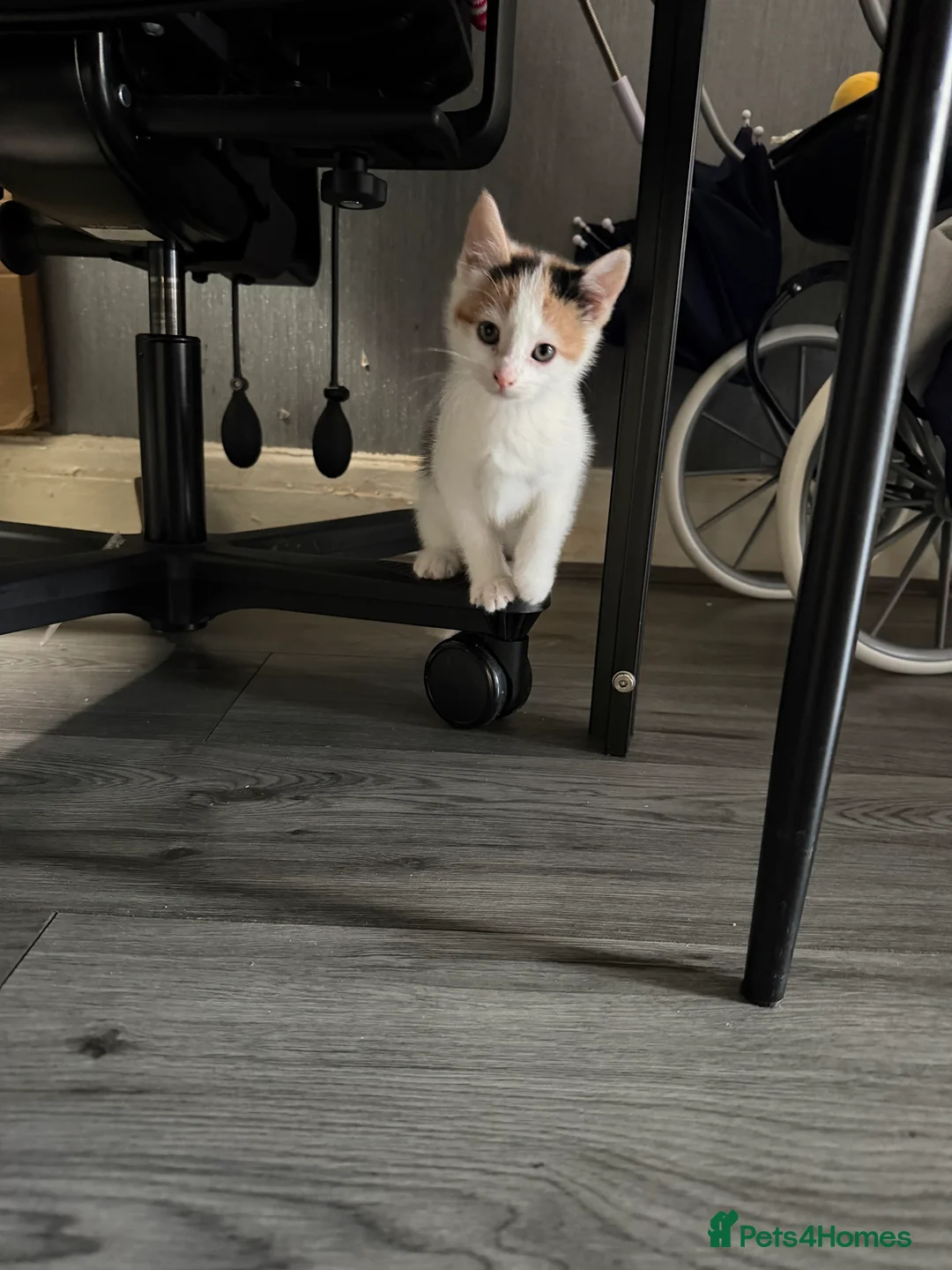 Mixed Breed cats for sale: 2 Kittens - Advert 5