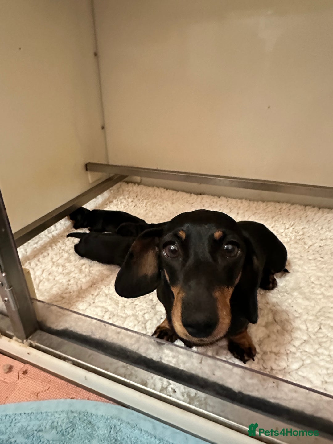 Miniature Dachshund dogs for sale: PRA clear super looking puppies - Image 8