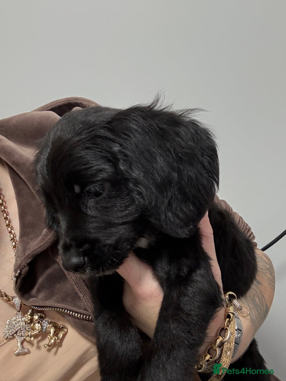 Cocker Spaniel dogs for sale: cocker spaniel  - Image 5