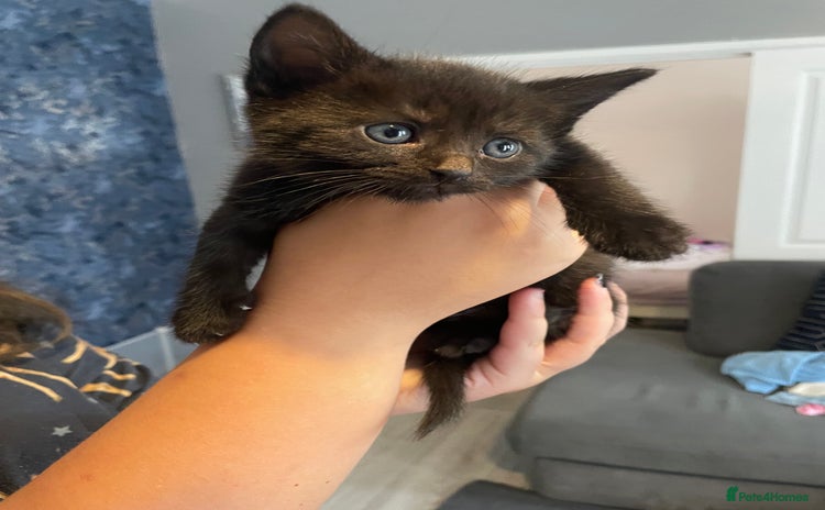 Mixed Breed cats - Advert 11