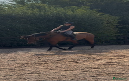 Irish Sports horses for sale: big beautiful bay 🥰 - Image 10