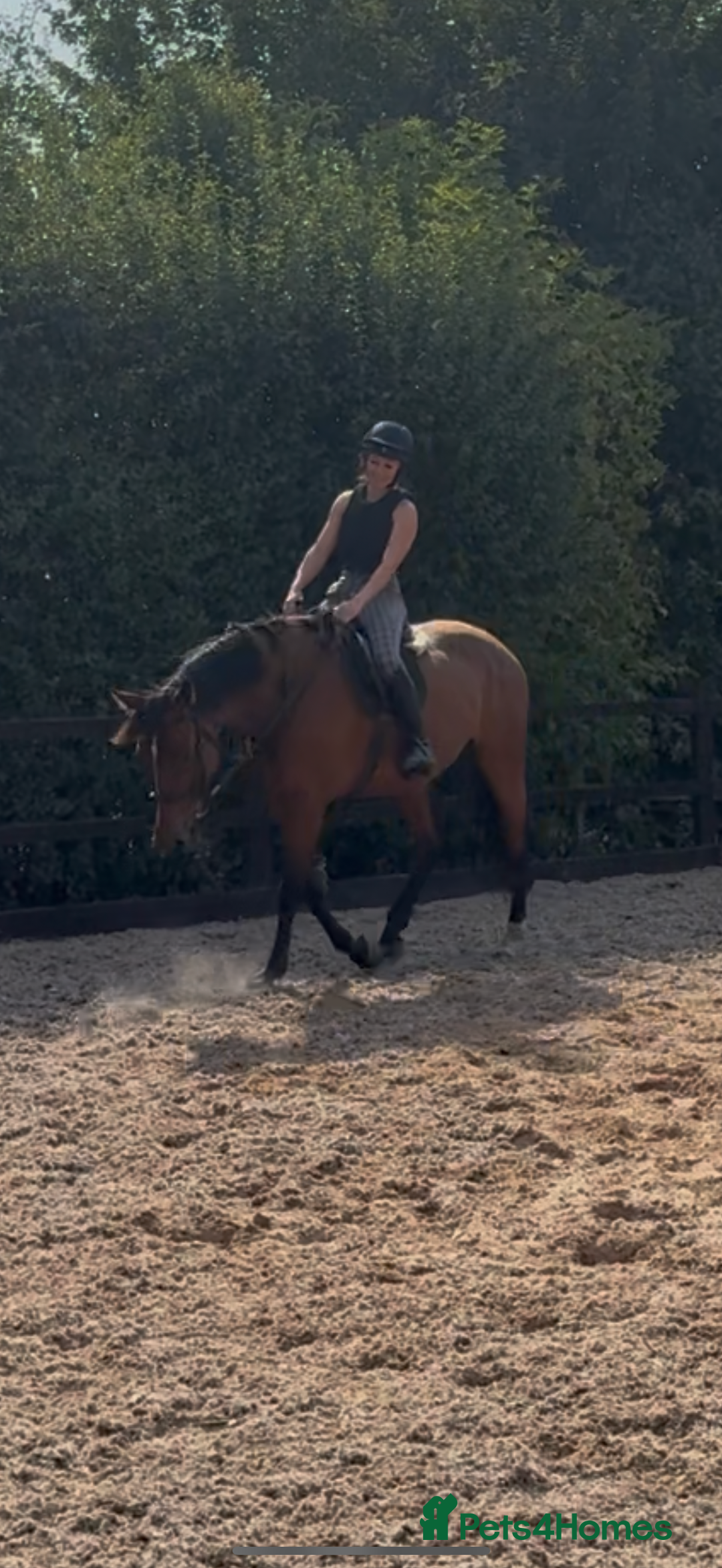 Irish Sports horses for sale: big beautiful bay 🥰 - Image 10