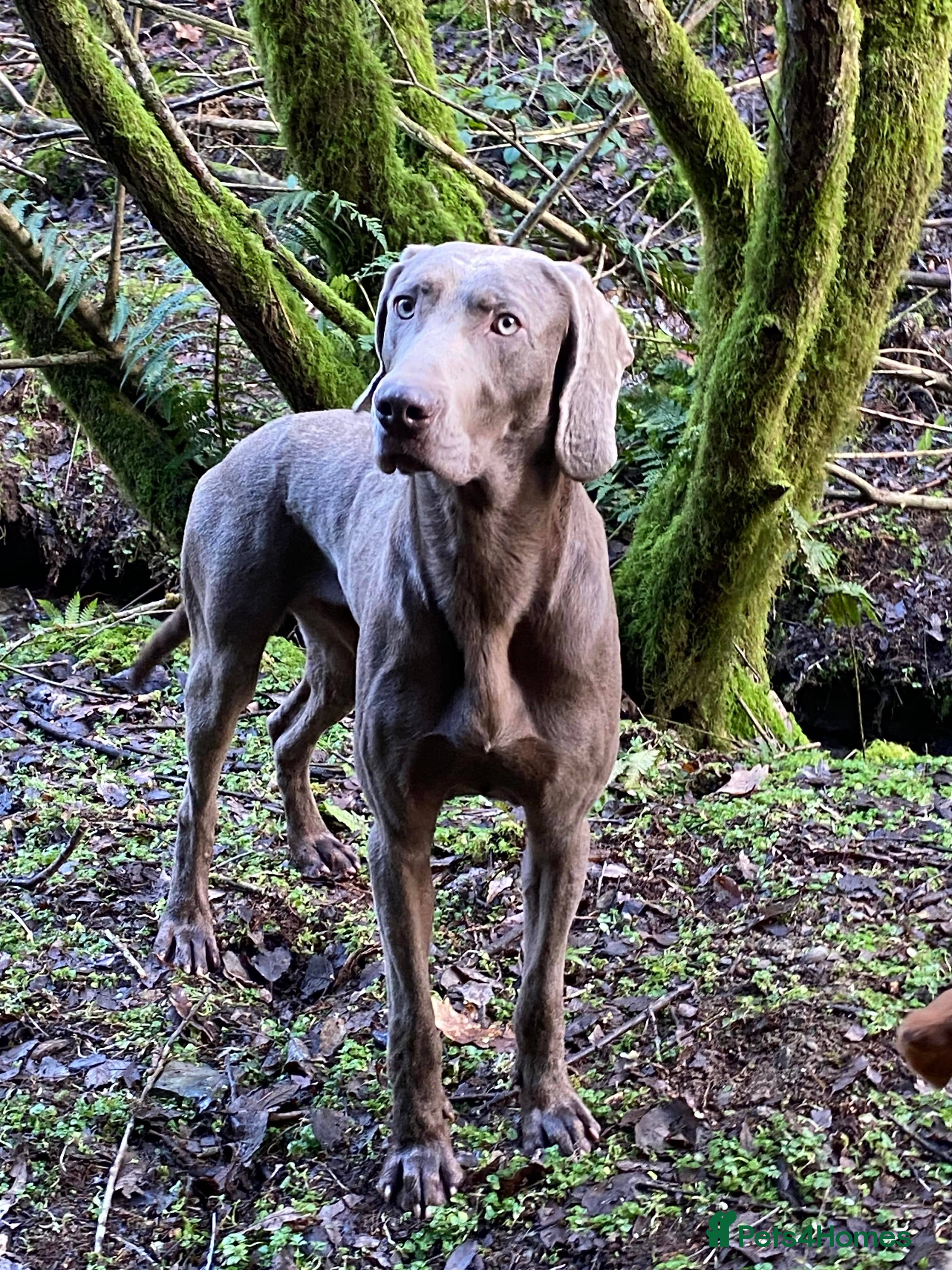 Weimaraner dogs Imported KC Working Weimaraner Stud - Advert 1