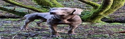 Weimaraner dogs for stud: imported working weimeramer dog - Advert 2