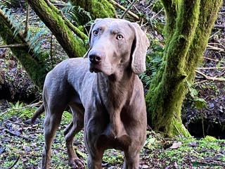 Weimaraner dogs Imported KC Working Weimaraner Stud - Advert 2