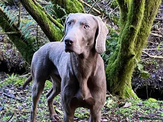Weimaraner dogs Imported KC Working Weimaraner Stud - Advert 1